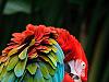 parrot