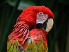 parrot 2
