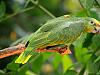 green parrot