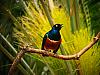 african superb starling 1