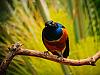 african superb starling 2
