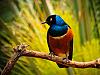 african superb starling 3