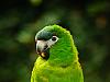 green parrot 2
