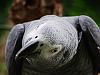 grey parrot 1