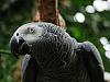 grey parrot 2