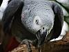 grey parrot 3