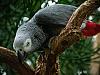 grey parrot 4