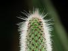 cactus and ladybug