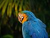 blue parrot 1