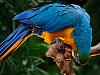 blue parrot 2