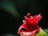ladybug macro