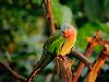 green parrot 3