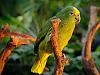 green parrot 4
