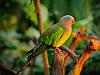green parrot 5
