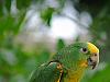 green parrot 6