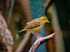 yellow bird
