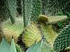 cacti