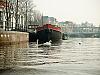 amsterdam swans