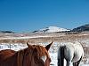 colorado horses