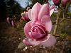 magnolia