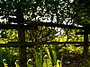 ferns
