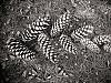 pine cones