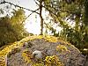 moss