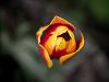tulip