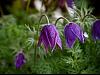 purple drop