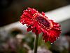 red drop