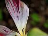 the last petals