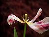 last petals 2