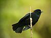 bird on reed