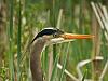 great blue heron