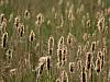 reeds