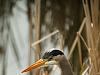 great blue heron 2