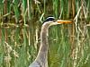 great blue heron 3