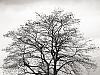 the tree