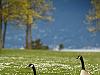 canadian geese