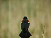 bird back 2