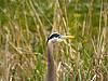 great blue heron in reeds