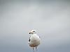 one legged seagull