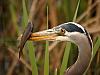 great blue heron fishing