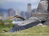 great blue heron flying