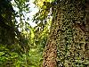 trunk
