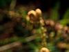 fern