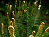 fern 2