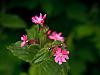 wild flowers