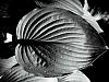 bw leaf