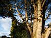 tulip tree